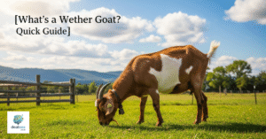 What’s a Wether Goat? Quick Guide
